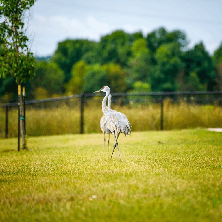Sand Cranes